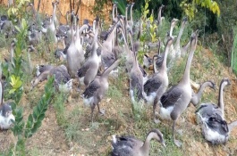 鹅通常养几个月能下蛋，产蛋时间与鹅的品种有关