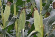 桂亚558玉米栽培技术要点，生育期春季平均112天