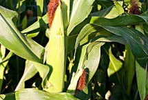 足玉8206玉米栽培技术要点，平均生育期138天