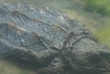 鳄龟能不能同时养几只，一起饲养容易发生争斗