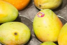 芒果种子怎么种，果柄的那头是根