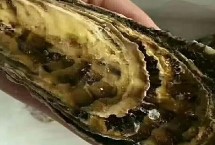 太平洋牡蛎的产地，发黑的肉块都不能吃