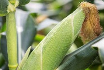 骏玉1玉米栽培技术要点，中抗茎腐病