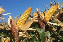 宁垦糯1号玉米栽培技术要点，亩密度3500株