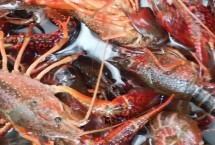 小龙虾怎么选肥瘦，3月底就开始陆陆续续的上市