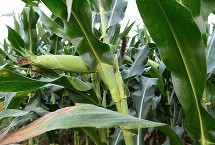 农林玉1号玉米栽培技术要点，生育期109.4天