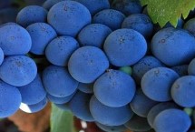 葡萄酒的酿造方法，赤霞珠是酿造红葡萄酒品种之王