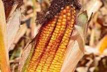 鸿瑞290玉米栽培技术要点，中抗茎腐病