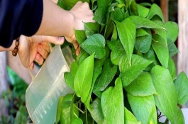 维生素c的使用方式，可以浇绿萝、茉莉花等