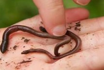 初冬钓鱼适合用蚯蚓还是红虫，气温偏低时用红虫更合适