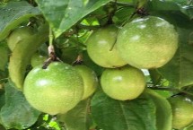 百香果为什么施生物有机肥，能增加土壤中的有益菌且抑制有害菌