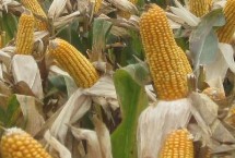 大漠8号玉米栽培技术要点，种植密度每亩4500株