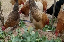 养鸡可以喂什么饲料，可以选择大白菜、菠菜和生菜等