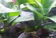 鱼缸水草种类有哪些，环境适应能力强容易养