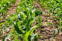 金科玉血甜糯1号玉米栽培技术要点，注意防治病虫害