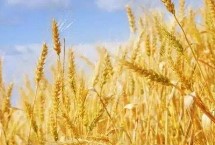 西农116小麦栽培技术要点，属半冬性中晚熟品种