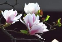 玉兰花什么季节开放，春季的2月至3月开放