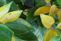 平安树什么时候剪枝，土壤稀少或浇水过多均会导致