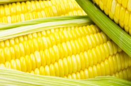 LS838玉米栽培技术要点，适宜密度为4000株/亩左右