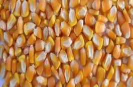 购买玉米种子的误区，色泽鲜艳、表面光滑、气味清香的种子具有较强的生命力