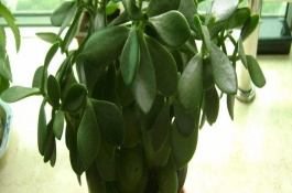 燕子掌的养殖方法，主要病害有炭宜病和叶斑病