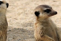 猫鼬的穴居习性，以昆虫为主食