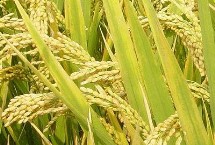 玉晶臻丝水稻栽培技术要点，属中熟偏早籼型中稻品种