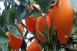 橙子的种植注意事项，需要合理的温度、土壤和光照