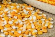 好的玉米种子不具备哪些因素，不具备发芽率低的因素