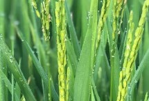 旺优1431水稻栽培技术要点，每亩有效穗数15.7万