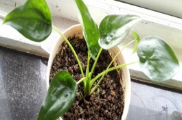 尖尾芋简介，生长温度在20-30度之间为佳