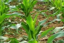 鲁研106玉米栽培技术要点，大喇叭口期前后注意防治玉米螟