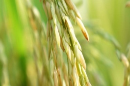 南粳9212水稻栽培技术要点，一般5月中旬播种