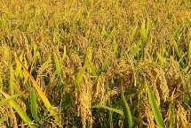 福泰2优701水稻栽培技术要点，每亩插足基本苗7～8万