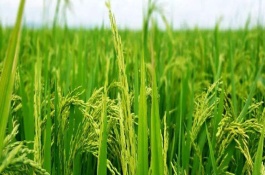 秀优宜占水稻栽培技术要点，秧田播种量每亩15公斤