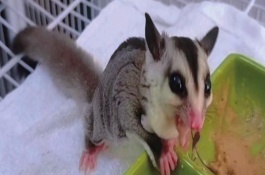 蜜袋鼯的寿命，花朵、花蜜、树叶、水果等都吃