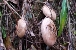 野生乌枞菌的生长条件与环境，有人工种植的乌枞菌