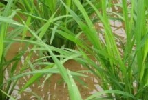 垦稻1918水稻栽培技术要点，该品种主茎12片叶