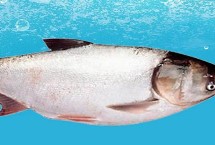 鲢鳙鱼简介，是指鲢鱼和鳙鱼