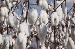 sGKz中929棉花栽培技术要点，转抗虫基因杂交春棉品种