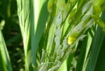 水稻开口不灌浆怎么办，剑叶和倒2叶的叶枕基本齐平