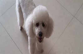 贵宾犬的起源，一般不低于2000元