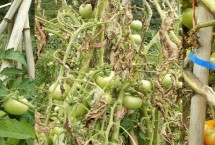 番茄土传病害防治方式，发病规律和症状均不同