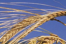 长麦19小麦栽培技术要点，中抗白粉病