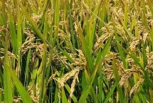 腾两优1818水稻栽培技术要点，每亩插足8－10万基本苗