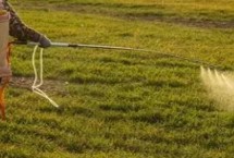 有哪些花生苗前封闭除草剂，常见的有精异丙甲草胺、异丙甲草胺等