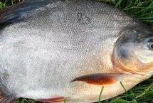 淡水白鲳的生长特点，在食物严重匮乏时可进化成“食人鱼”