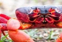 海红蟹和梭子蟹的区别，价格和外形均不同