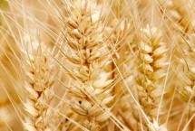 华皖麦10号小麦栽培技术要点，每亩适宜基本苗15万—22万