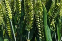 聊麦191小麦栽培技术要点，每亩基本苗14-17万